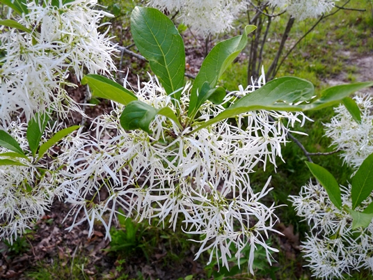 {Chionanthus virginicus}